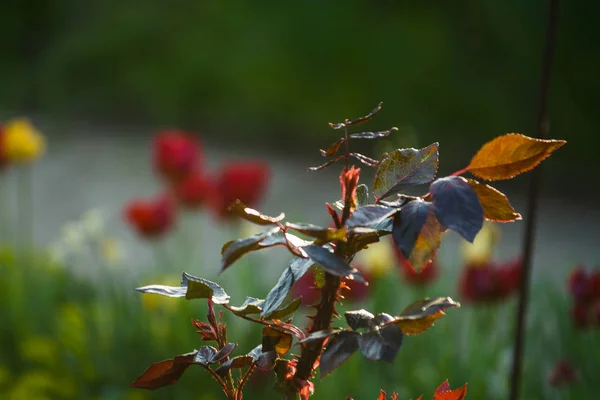 I solnedgången solen i en trädgård rosenbuskar med löv och törnen med små grenar utan blommande. Vårväxter. Bakgrund — Stockfoto