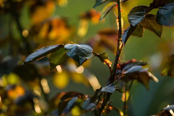Pada matahari terbenam di sebuah taman mawar semak dengan daun dan duri dengan cabang-cabang kecil tanpa mekar. Tanaman musim semi. Alam — Stok Foto