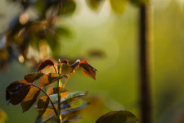 I solnedgången solen i en trädgård rosenbuskar med löv och törnen med små grenar utan blommande. Vårväxter. Natur — Stockfoto