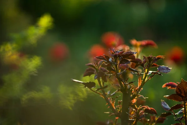 I solnedgången solen i en trädgård rosenbuskar med löv och törnen med små grenar utan blommande. Vårväxter. Natur — Stockfoto