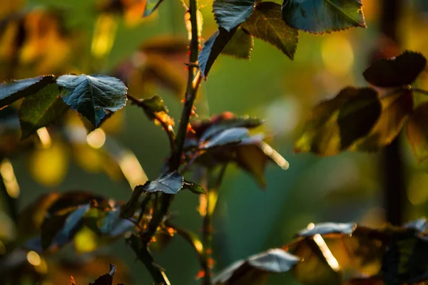 I solnedgången solen i en trädgård rosenbuskar med löv och törnen med små grenar utan blommande. Vårväxter. Natur — Stockfoto
