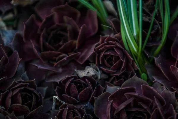 Suculentele de culoare claret cresc într-o grădină de dimensiuni diferite. Stone rose. Cactus. Plante de casă. Natura. Fundal sau textură . — Fotografie, imagine de stoc