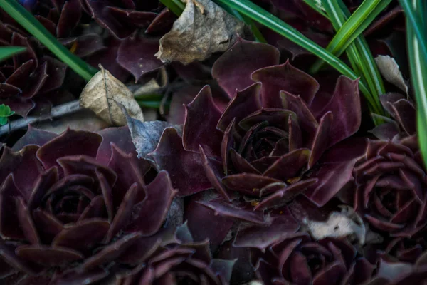 Suckulenter av Claret Color växer i en trädgård i olika storlek. Sten ros. Kaktus. Krukväxter. Natur. Bakgrund eller textur. — Stockfoto