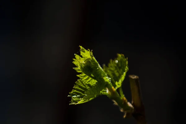 Copacii și florile cresc într-o grădină în primăvară. Muguri verzi pe ramuri din frunze. Bunches. Plante de casă. Natura. Contextul . — Fotografie, imagine de stoc