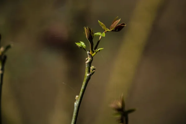 Fák és virágok nőnek a kertben a tavasszal. Zöld rügyek ágak a levelek. Fürtök. Házi növények. Természet. Háttér. — Stock Fotó