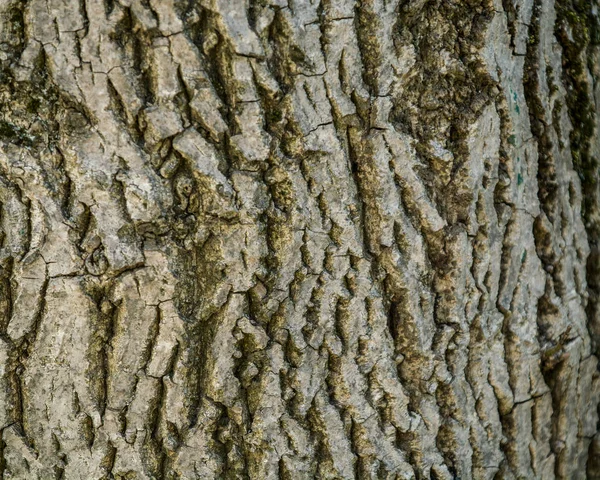 Textura o fondo de corteza clara de un árbol con rayas negras y las manchas quemadas. Material natural . — Foto de Stock