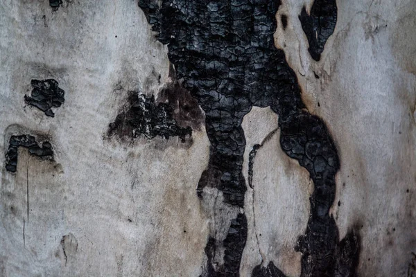 Textura nebo pozadí lehké kůry stromu s černými pruhy a spálené skvrny. Přírodní materiál. — Stock fotografie
