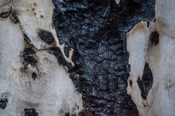 검은 줄무늬와 불타는 반점이있는 나무의 빛 껍질의 질감 이나 배경. 천연 소재. — 스톡 사진