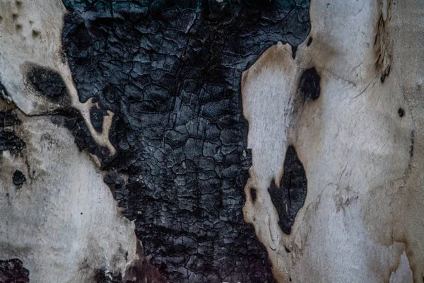 검은 줄무늬와 불타는 반점이있는 나무의 빛 껍질의 질감 이나 배경. 천연 소재. — 스톡 사진