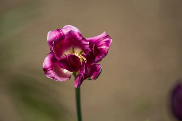Большой бутон фиолетового цветущего тюльпана весной на монофоническом сером фоне. Цветы . — стоковое фото
