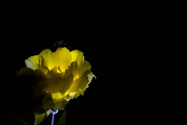 La tulipe jaune avec un gros bourgeon fleurit sur un fond monophonique noir. Tournage nocturne dans un jardin — Photo