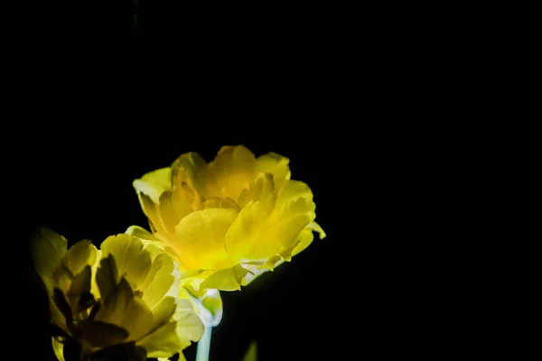 검은 색 모노 포닉 배경에 큰 꽃 봉오리가 있는 노란색 튤립. 정원에서의 야간 촬영 — 스톡 사진