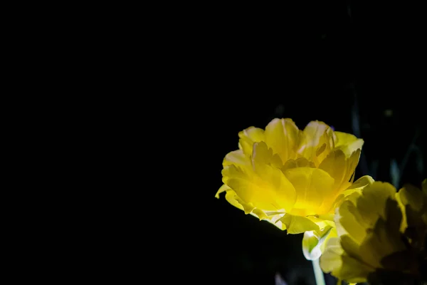 El tulipán amarillo con un gran brote florece sobre un fondo monótono negro. Noche de rodaje en un jardín — Foto de Stock