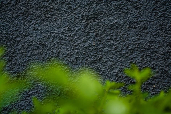 Fondo gris monofónico o textura con rugosidad. Sombra azul. Yeso en una pared. Hojas verdes brillantes de arbustos . —  Fotos de Stock