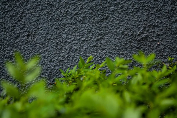 Fondo gris monofónico o textura con rugosidad. Sombra azul. Yeso en una pared. Hojas verdes brillantes de arbustos . —  Fotos de Stock