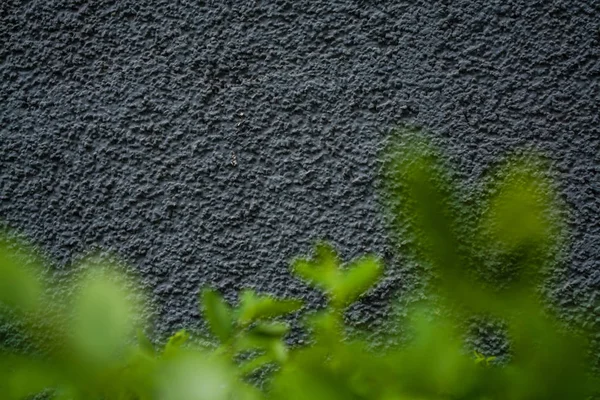 Fondo gris monofónico o textura con rugosidad. Sombra azul. Yeso en una pared. Hojas verdes brillantes de arbustos . —  Fotos de Stock