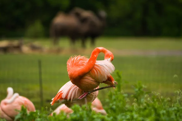Pacote de pássaros brilhantes em um prado verde perto do lago. Flamingos exóticos cores rosa e laranja saturadas com penas fofas — Fotografia de Stock