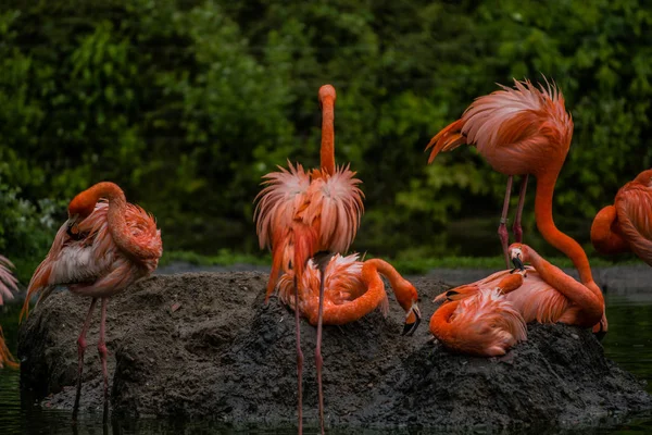 Pack of bright birds in a green meadow near the lake. Exotic flamingos saturated pink and orange colors with fluffy feathers — Stock Photo, Image