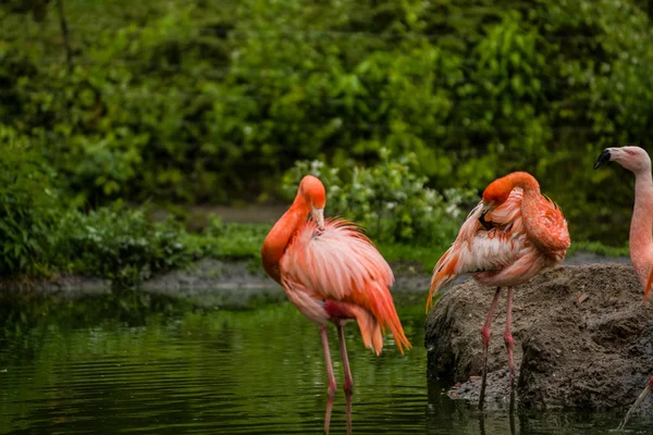 Pacote de pássaros brilhantes em um prado verde perto do lago. Flamingos exóticos cores rosa e laranja saturadas com penas fofas — Fotografia de Stock