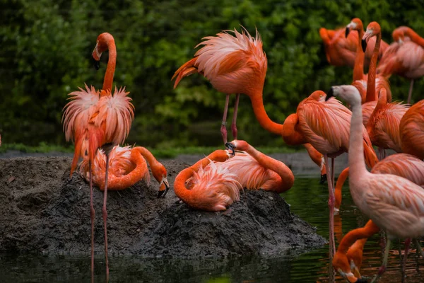 Pacote de pássaros brilhantes em um prado verde perto do lago. Flamingos exóticos cores rosa e laranja saturadas com penas fofas — Fotografia de Stock