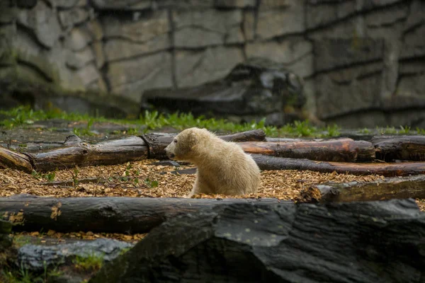 หมีขั้วโลกตัวใหญ่ ระหว่างฝนตกกับเด็กเล็ก อารมณ์สนุกสนานและอยากรู้อยากเห็นที่สัตว์ป่า ธรรมชาติ . — ภาพถ่ายสต็อก