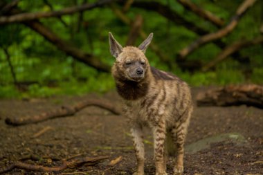 15.05.2019. Berlin, Almanya. Hayvanat Bahçesi Tiagarden. Arap sırtlan yiyecek bulmak için bölgede yürüyor..