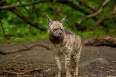 15.05.2019. Berlin, Almanya. Hayvanat Bahçesi Tiagarden. Arap sırtlan yiyecek bulmak için bölgede yürüyor..