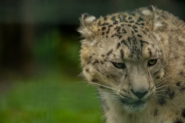 2019 Берлін Німеччина Зоопарк Тіагільден Дикі Тварини Snow Leopard Лінива — стокове фото