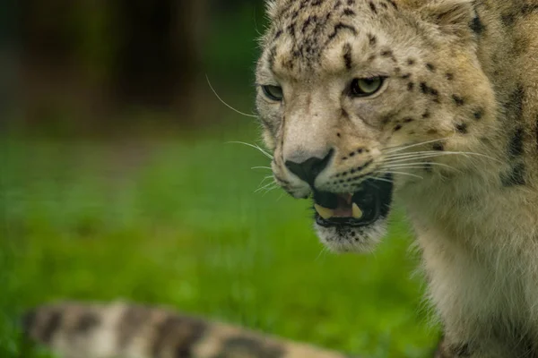 2019 Berlin Németország Állatkert Tiagarden Vadon Élő Állat Snow Leopard — Stock Fotó