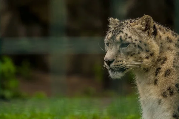 2019 Berlin Tyskland Zoo Tiagarden Vilda Djur Snow Leopard Lata — Stockfoto