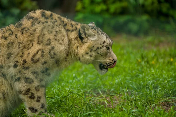 2019 Berlin Germany Zoo Tiagarden Wild Animal Snow Leopard Lazy — Stock Photo, Image