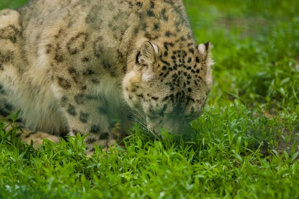 2019 Berlino Germania Zoo Tiagarden Leopardo Delle Nevi Animale Selvatico — Foto Stock