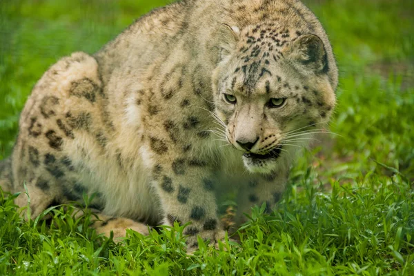 2019 Berlijn Duitsland Zoo Tiagarden Wilde Dieren Snow Leopard Luie — Stockfoto