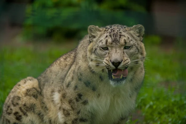 2019 Berlin Németország Állatkert Tiagarden Vadon Élő Állat Snow Leopard — Stock Fotó