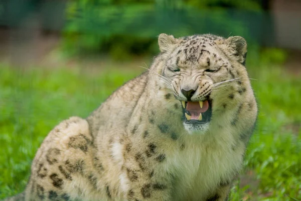 2019 Berlin Germany Zoo Tiagarden Wild Animal Snow Leopard Lazy — Stock Photo, Image