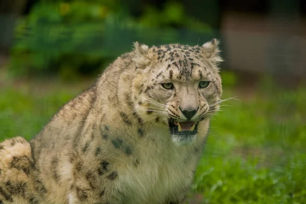 2019 Berlim Alemanha Zoo Tiagarden Animal Selvagem Snow Leopard Caminhadas — Fotografia de Stock