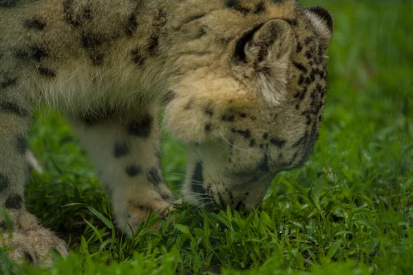 2019 Berlijn Duitsland Zoo Tiagarden Wilde Dieren Snow Leopard Luie — Stockfoto