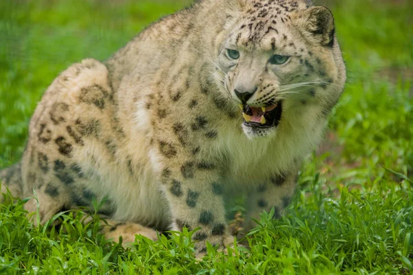 2019 Berlin Germany Zoo Tiagarden Wild Animal Snow Leopard Lazy — Stock Photo, Image