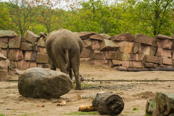 2019 Berlin Allemagne Zoo Tiagarden Grande Famille Des Éléphants Gris — Photo