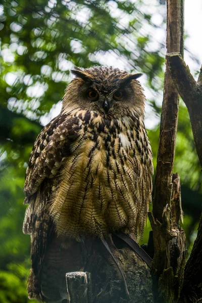 2019 Berlín Alemania Zoo Tiagarden Gran Búho Marrón Sienta Árbol — Foto de Stock