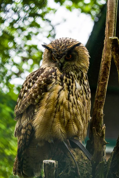2019 Berlin Germany Zoo Tiagarden Big Brown Owl Sits Tree — Stock Photo, Image
