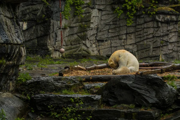 2019 Berlim Alemanha Zoológico Urso Polar Grande Durante Uma Chuva — Fotografia de Stock