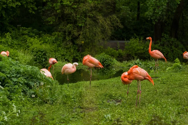 2019 Берлин Германия Зоопарк Тиагарден Стая Ярких Птиц Зеленом Лугу — стоковое фото