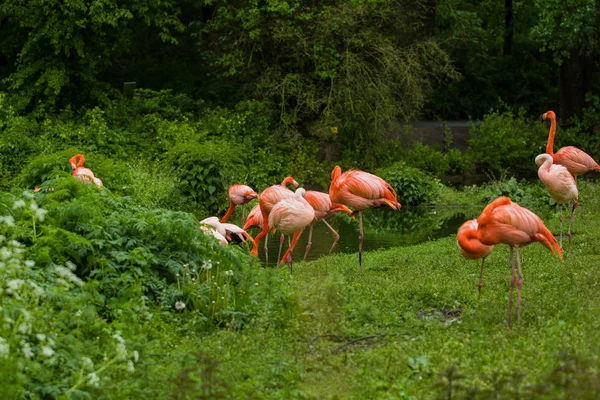 2019 Berlim Alemanha Zoo Tiagarden Pacote Pássaros Brilhantes Prado Verde — Fotografia de Stock