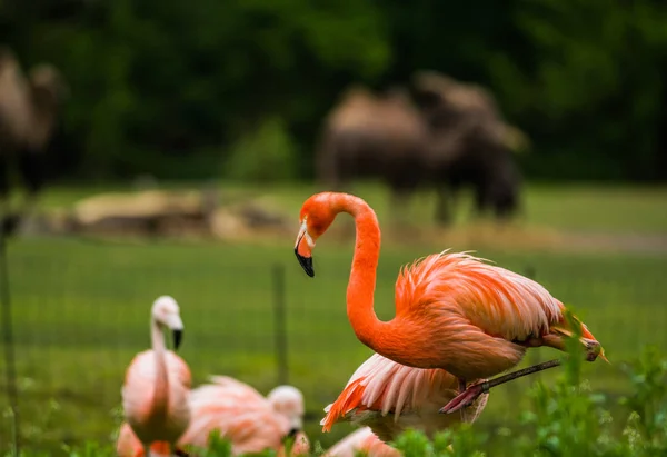 2019 Berlin Germany Zoo Tiagarden Pack Bright Birds Green Meadow — Stock Photo, Image