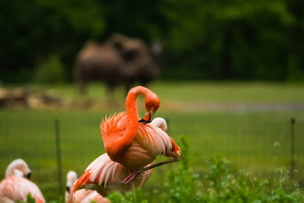 2019 Berlin Germany Zoo Tiagarden Pack Bright Birds Green Meadow — Stock Photo, Image