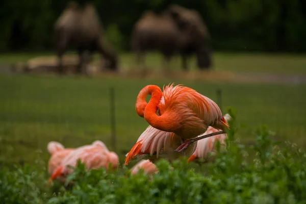 2019 Berlin Niemcy Zoo Tiagarden Paczka Jasnych Ptaków Zielonej Łące — Zdjęcie stockowe