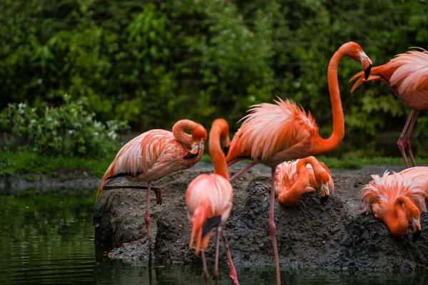 2019 Berlin Germany Zoo Tiagarden Pack Bright Birds Green Meadow — Stock Photo, Image