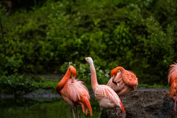 2019 Berlim Alemanha Zoo Tiagarden Pacote Pássaros Brilhantes Prado Verde — Fotografia de Stock