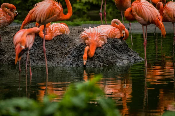 2019 Berlin Germany Zoo Tiagarden Pack Bright Birds Green Meadow — Stock Photo, Image